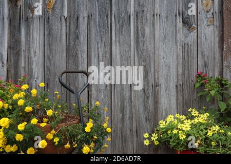 Flowers contrasted against the backdrop of old and weathered wooden barn siding Stock Photo