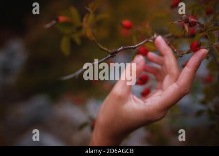 Freshly picked rose hips in the hands of a woman. Rose hip or rosehip, commonly known as the dog rose (Rosa canina). Stock Photo