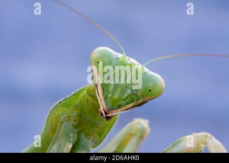 There is a female praying mantis shooted in a macro picture from the front of their face.