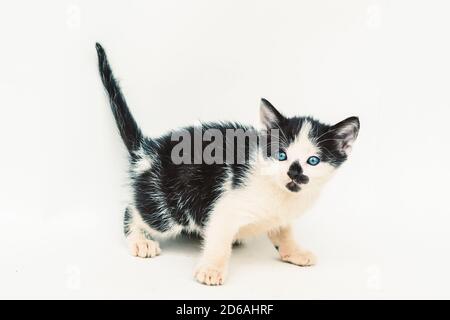 beautiful spotted white black cat with deep blue eyes and black spot on muzzle on white background Stock Photo