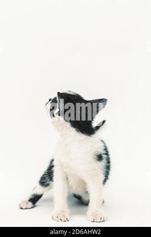 beautiful spotted white black cat back view white background Stock Photo