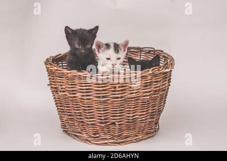 beautiful small cats looking curiously and posing in basket on white background Stock Photo