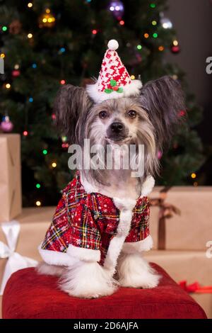 Chinese crested dog is sitting in a new year's eve dress near the christmas tree. Pet animals Stock Photo - Alamy Chinese crested dog is sitting in a new year's eve dress near the christmas tree. Pet animals Stock Photo - Alamy