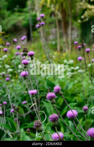 Cirsium heterophyllum,purple flowers,melancholy thistle,ornamental thistles,thistles,mixed planting scheme,RM Floral Stock Photo