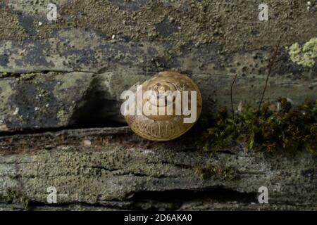 A common snail on a drystone wall. Stock Photo
