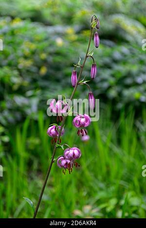 Martagon lily,lily, lillies,pink white, flower, flowers,perennial, turk's-cap lily,shade, shady, turks cap ,RM Floral Stock Photo
