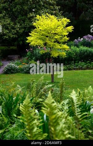 Robinia pseudoacacia Frisia,GOLDEN FALSE ACACIA,GOLDEN LOCUST TREE,yellow leaves,foliage,attractive tree,trees,garden,gardens,RM Floral Stock Photo