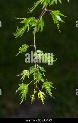 Leaves of Cutleaf Weeping European White Birch (Betula pendula 'Dalecarlica') Stock Photo