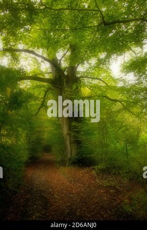 Effet Orton sur une image d'un sentier forestier de promenade en automne Stock Photo