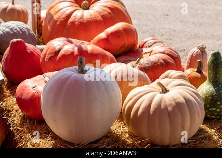 Close up View of Farmers Market Ground of pumpkins on an Hay bale. High quality photo Stock Photo