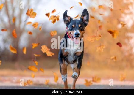 Dog, Appenzellen Sennenhund jumping in autumn leaves over a meadow Stock Photo
