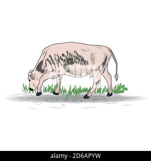 Cow, Hand drawn in a graphic style. Vintage engraving illustration for poster, web Stock Vector