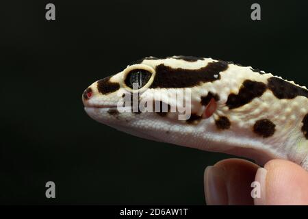 Black and ivory Leopard gecko lizard with blue grey  eyes held by a human hand on black background Stock Photo