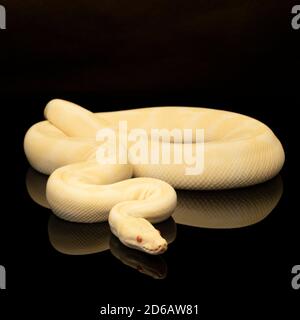 Close-up of a yellow and ivory buttermorph ballpython adult full body lying on a black background with a reflection Stock Photo