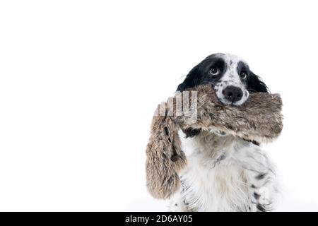 Portrait of an english cocker spaniel holding a hunting dummy looking up on white background Stock Photo