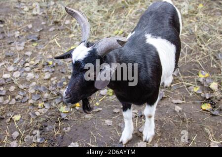 a West African Dwarf goat with black and white fur, latin Capra aegagrus hircus Stock Photo