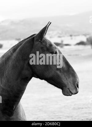 closeup of a horse's face from the side, black and white, outdoors in the mountains of Segovia, Castilla y Leon,Spain Stock Photo