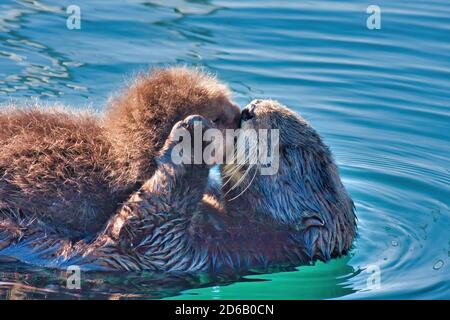Mother sea otter kissing her newborn pup. Stock Photo