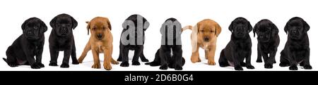 Banner with black and blonde labrador retriever puppy's  isolated on white background Stock Photo