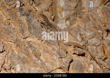 Gallotia galloti - Gallots lizard, Tenerife lizard or Western Canaries lizard is a species of lacertid wall lizard in the genus Gallotia found on the Stock Photo