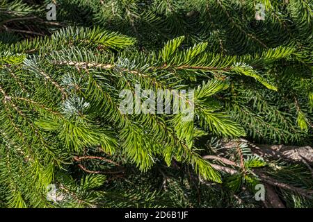 Leaves of Weeping Serbian Spruce (Picea omorika 'Pendula') Stock Photo