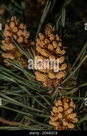 Male Cones of Scots Pine (Pinus sylvestris) Stock Photo