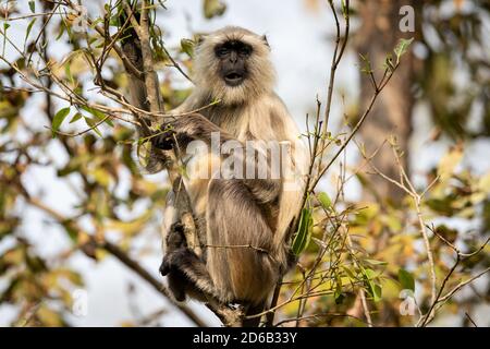 Gray langur (Semnopithecus) adopt almost human-like poses in the wooded habitats of India Stock Photo