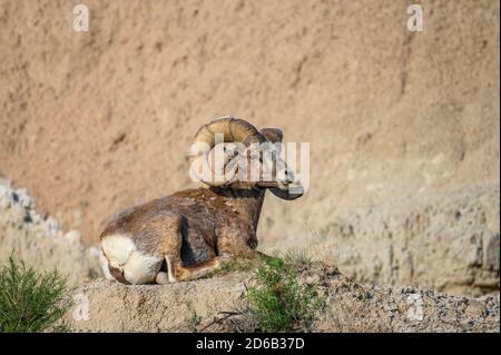 Bighorn sheep ram, Norbeck Pass area, Badlands National Park, South Dakota. Stock Photo