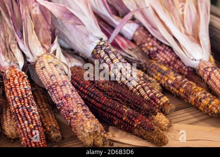 Colorful Indian corn dried on the cob . High quality photo Stock Photo