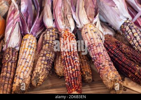 Colorful Indian corn dried on the cob . High quality photo Stock Photo