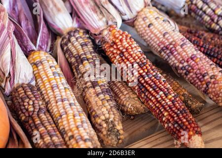 Colorful Indian corn dried on the cob . High quality photo Stock Photo