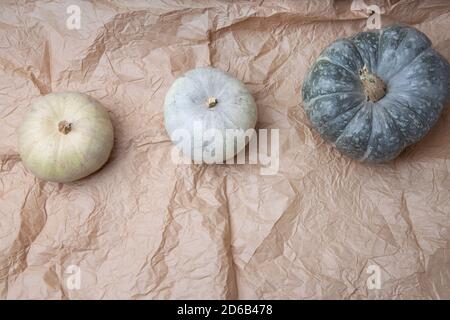 Real fresh gray pumpkin on paper background with fabric drapery. Stock Photo