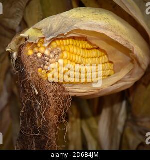 A single ear of dry corn on the cob, partially shucked with it's kernels exposed while still on the stalk in a harvest theme for Autumn Stock Photo