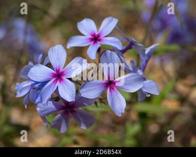 Closeup of pretty purple creeping phlox flowers in a garden Stock Photo