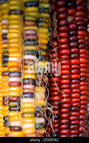 Close up of multi-colored kernels of dry corn on the cob in yellows and reds and purples with corn silk symbolizing Harvest in Fall. Stock Photo