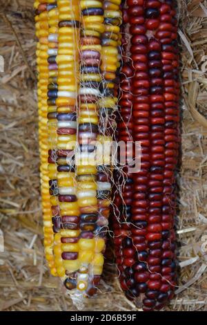 Multi colored corn on the cob Stock Photo - Alamy