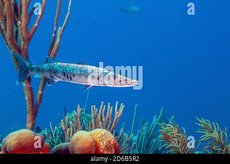 barracuda is a large, predatory, ray-finned fish a saltwater fish of ...