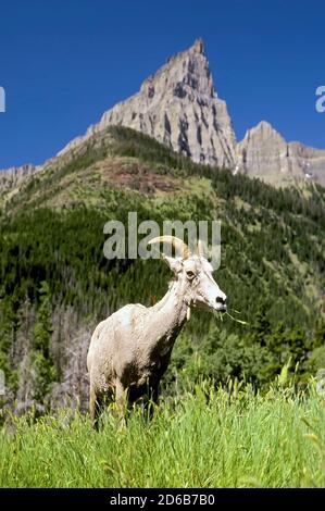 Lone Big Horn sheep - Glacier National park - Montana Stock Photo