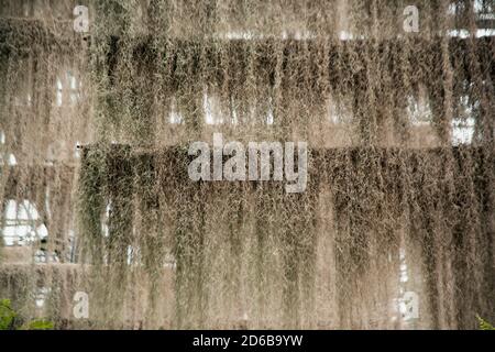 home decorated garden with spanish moss hanging strand. Stock Photo