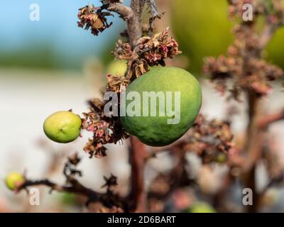 Early stages, green Mango fruits growing on a tree Stock Photo