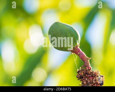 Early stages, green Mango fruits growing on a tree Stock Photo