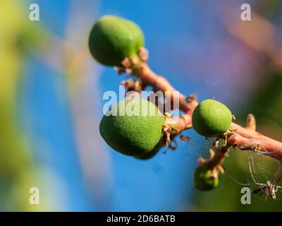 Early stages, green Mango fruits growing on a tree, blue sky background Stock Photo