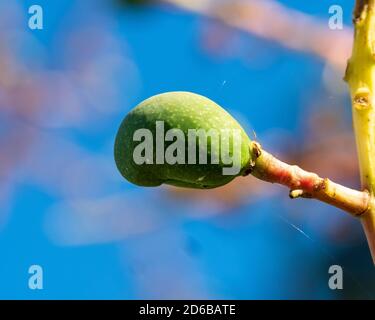 Early stages, green Mango fruits growing on a tree, this one looks a little like a boxing glove! , Australia Stock Photo