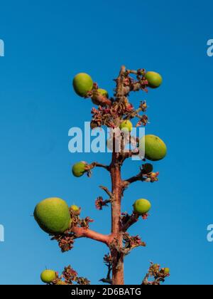 Mangoes on tree. Early stages of ripening tiny green Mango fruits growing on a stem pointing up into the sky, blue sky, Australia, sub tropical garden Stock Photo