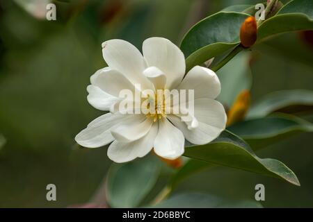 Magnolia doltsopa x laevifolia, Inspiration Stock Photo