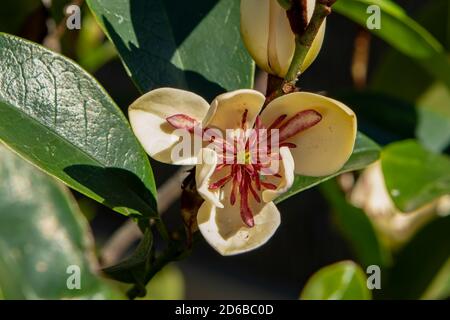 Michelia figo, Port Wine Magnolia Stock Photo