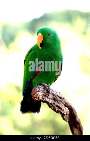 A male Eclectus Parrot sitting on a dead branch, checking his surroundings. Native to the rainforests of tropical far North Queensland. Stock Photo