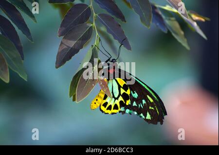 A beautiful Cairns Birdwing butterfly hanging from a leaf in the Butterfly House at Melbourne Zoo in Victoria, Australia. Stock Photo