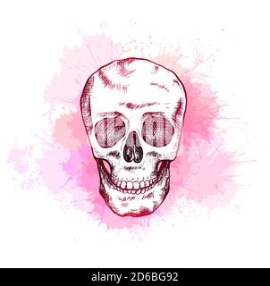 Drawing of human skull with hatching on pink watercolor splashes. Front view. Contour art. Color engraving pictures for articles, postcards and your d Stock Vector