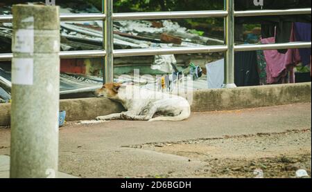 A homeless dog sleeping on the pavement of a road Stock Photo
